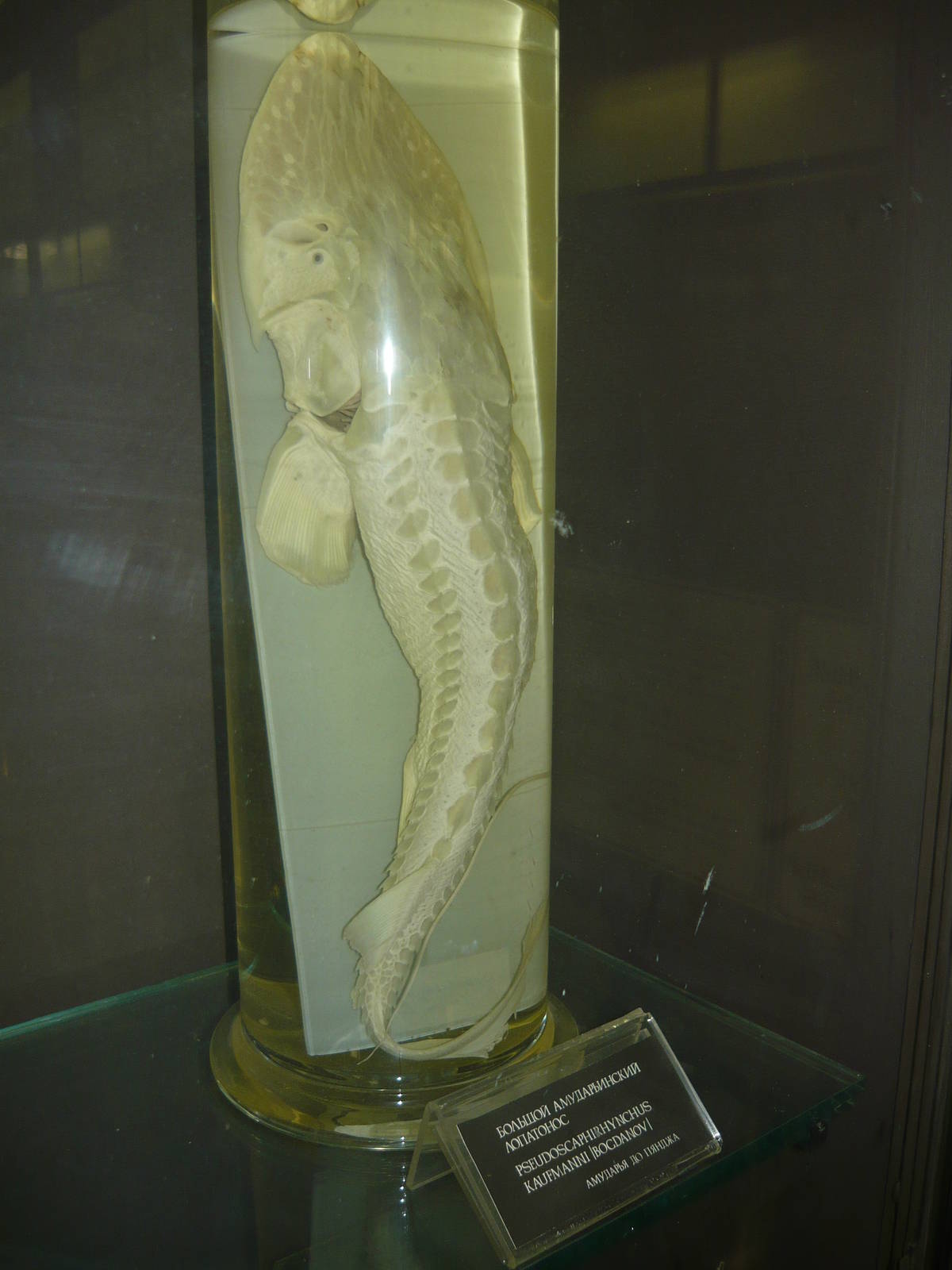 Pseudoscaphirhynchus kaufmanni wet specimen