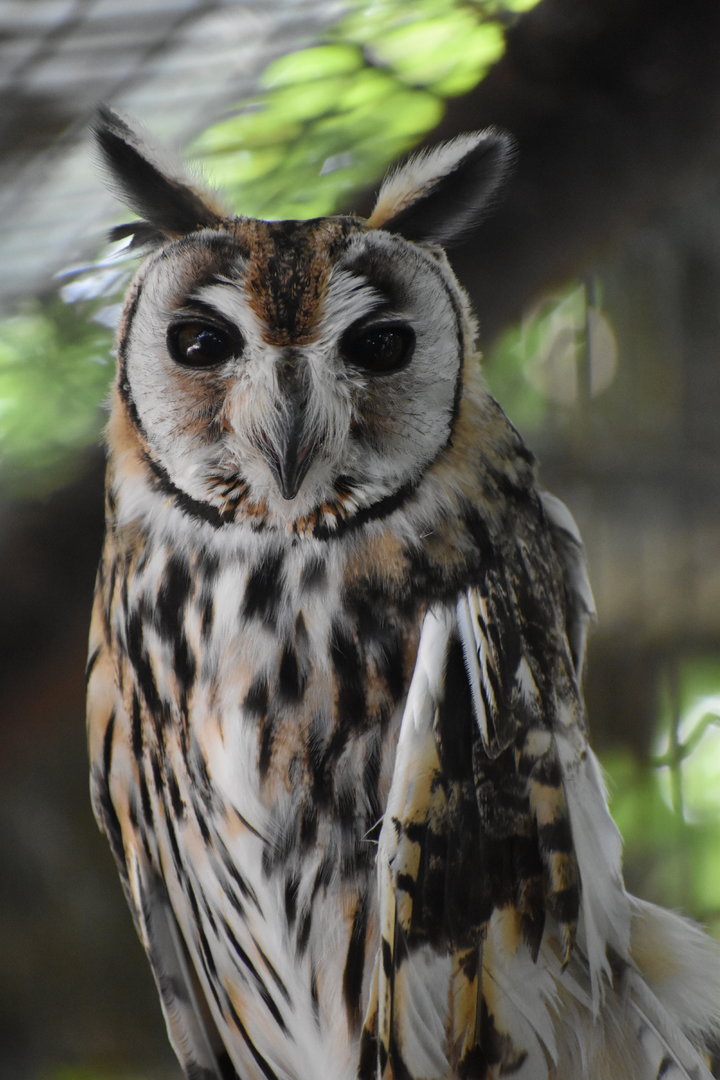 Pseudoscops clamator - Striped Owl