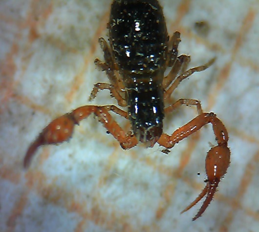 Pseudoscorpion