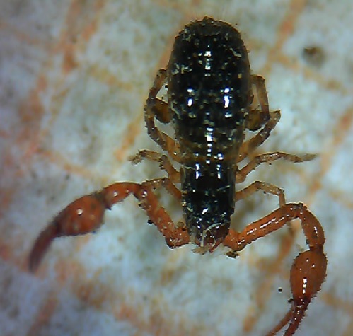 Pseudoscorpion