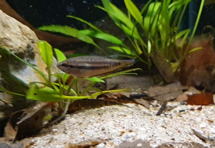 Pseudosphromenus dayi