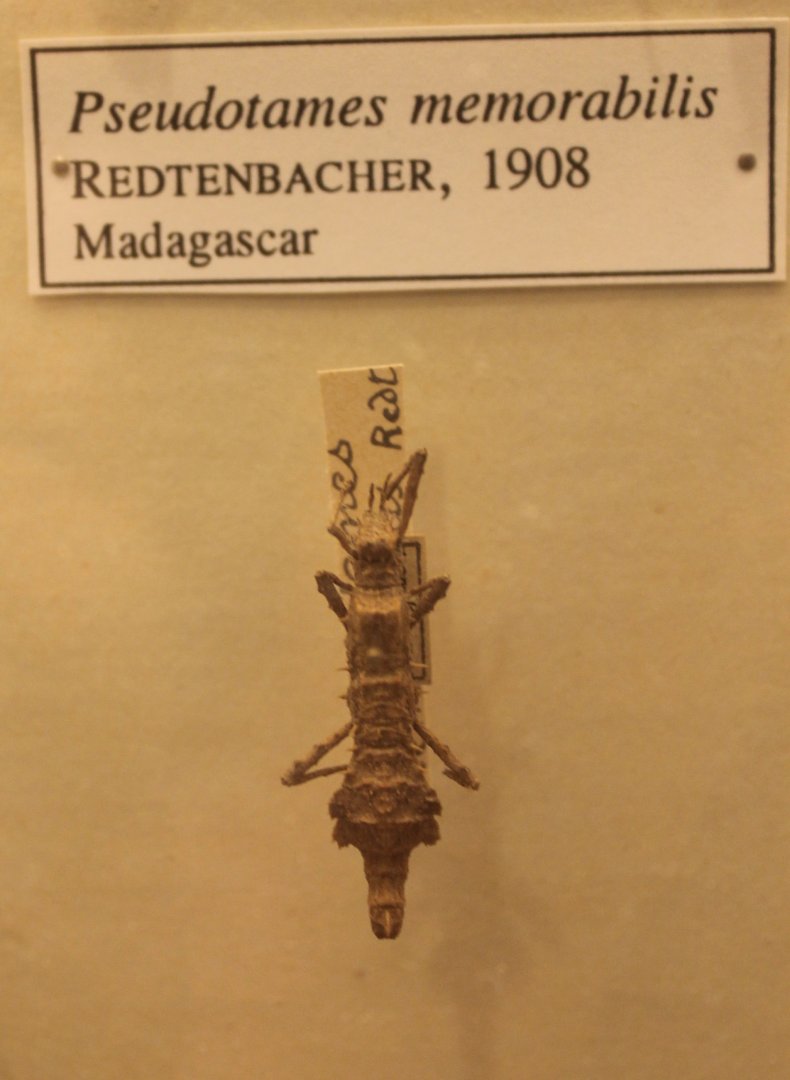 Pseudotames memorabilis