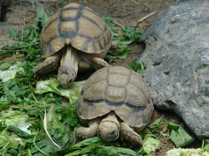 Pseudotestudo kleinmanni
