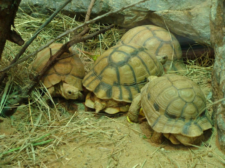 Pseudotestudo kleinmanni