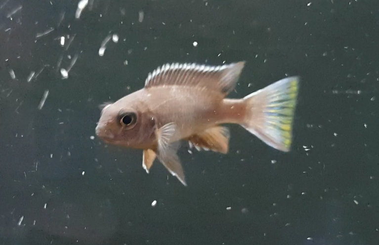 "Pseudotropheus acei "Ngara"