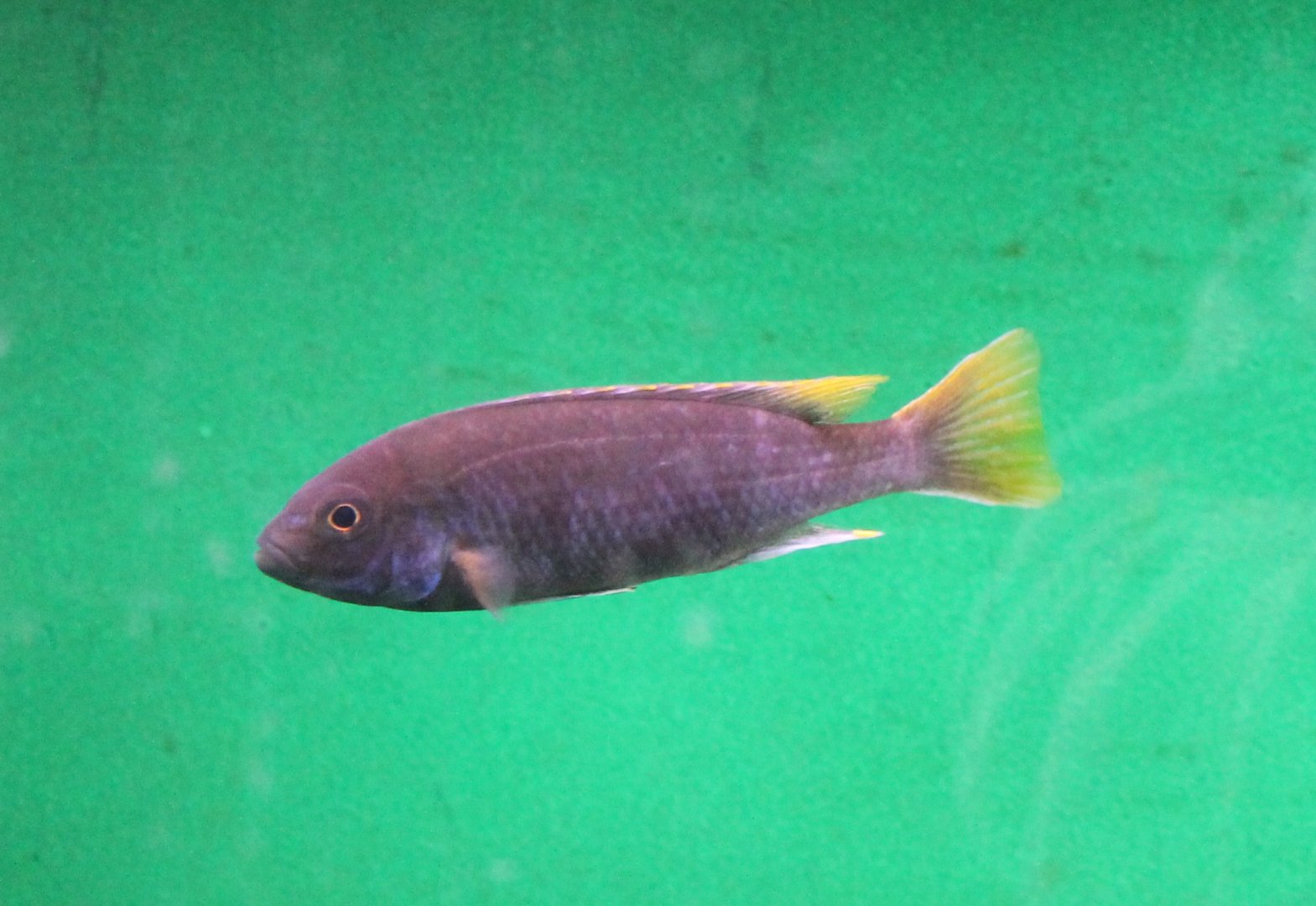 Pseudotropheus "acei"