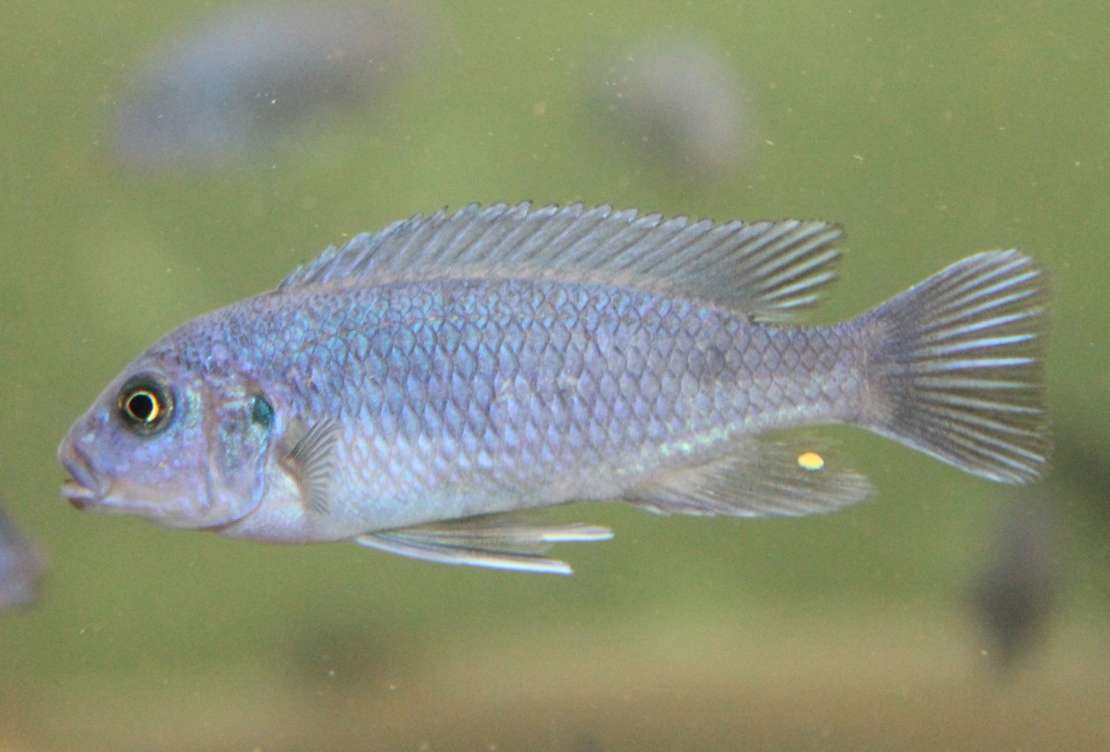 Pseudotropheus Bright Blue