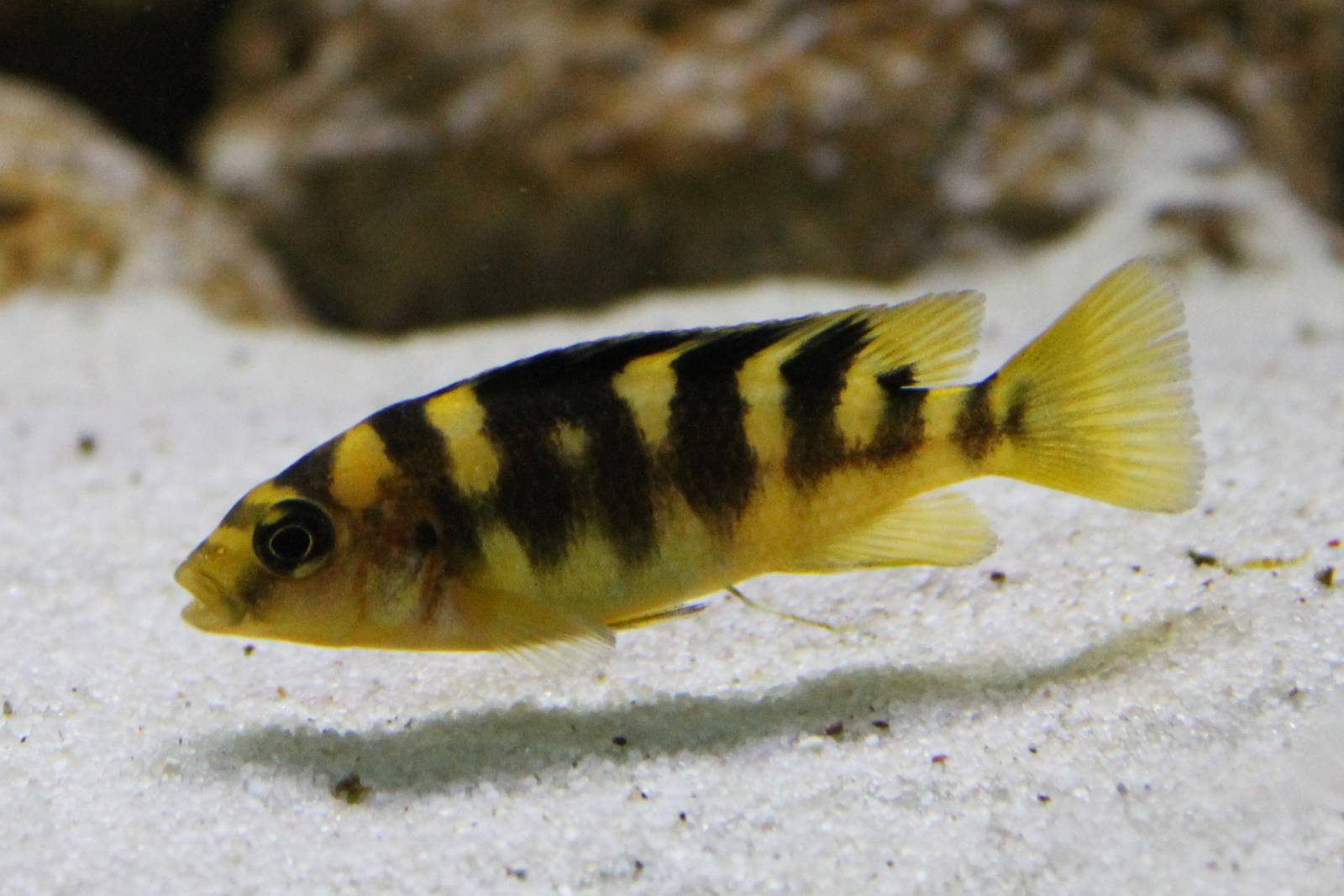 Pseudotropheus crabo
