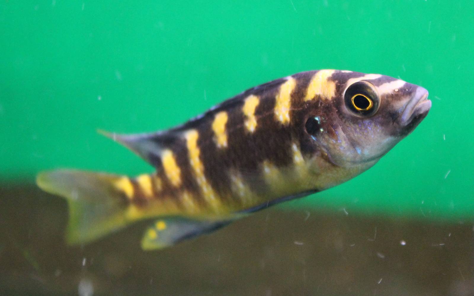 Pseudotropheus crabro