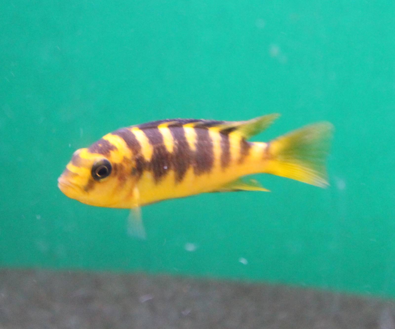 Pseudotropheus crabro