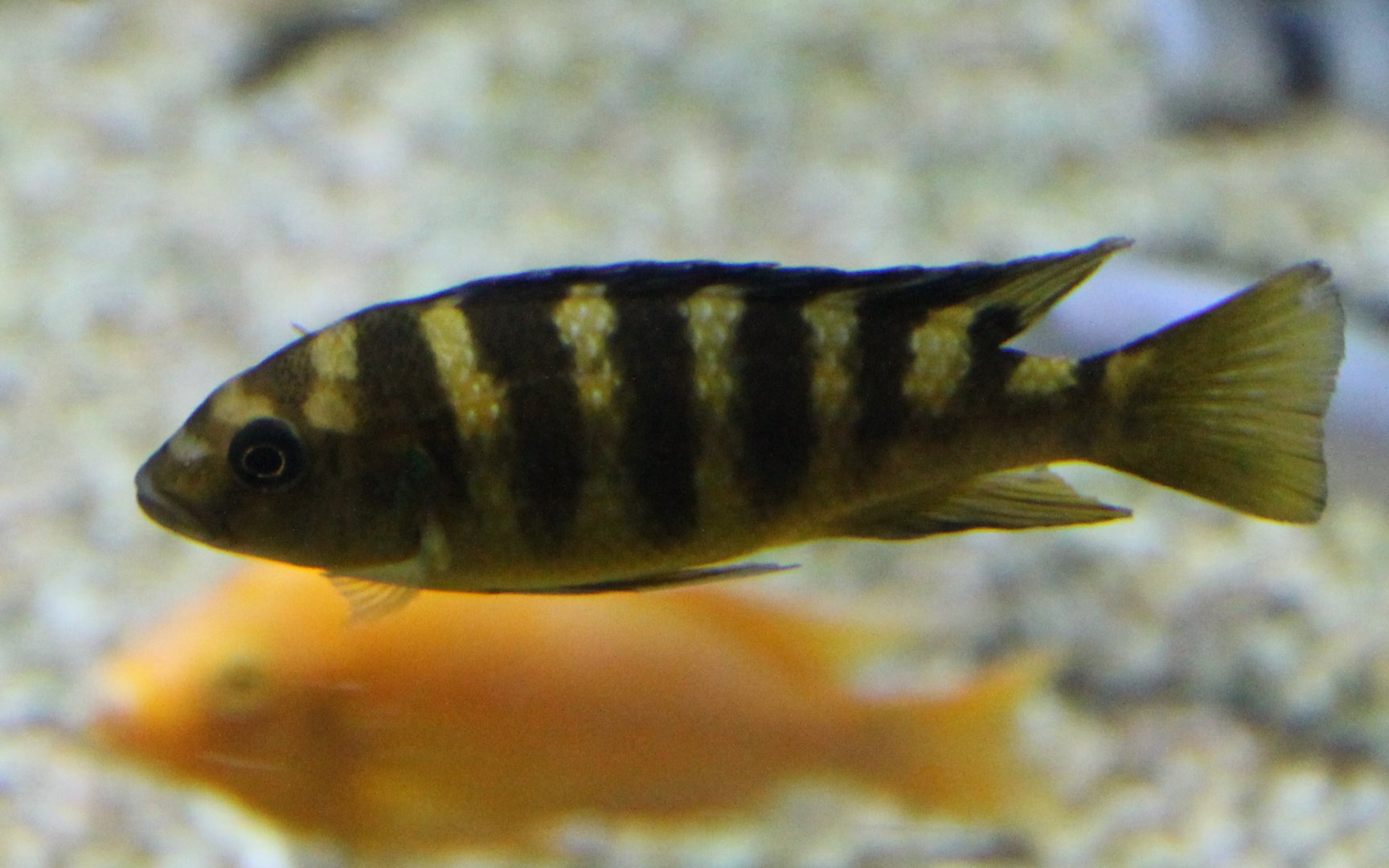 Pseudotropheus crabro
