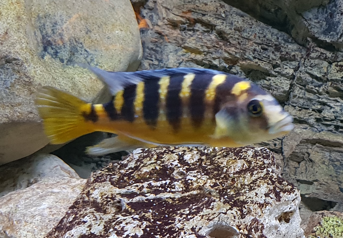 Pseudotropheus crabro