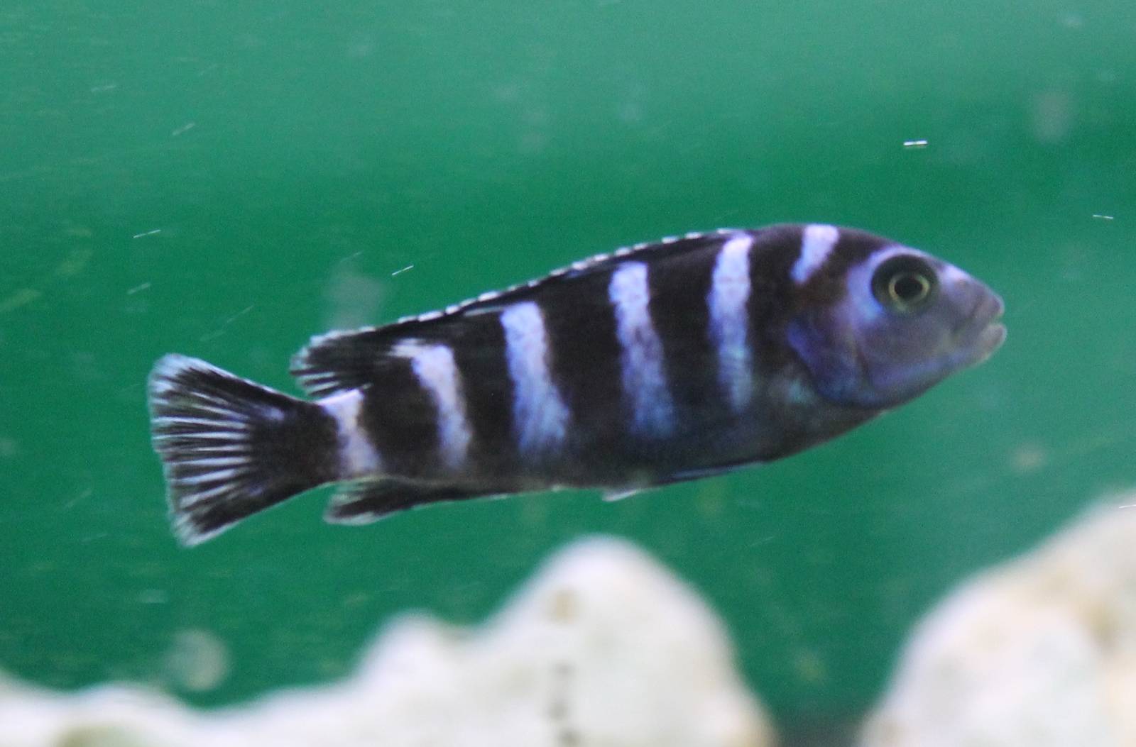 Pseudotropheus demasoni