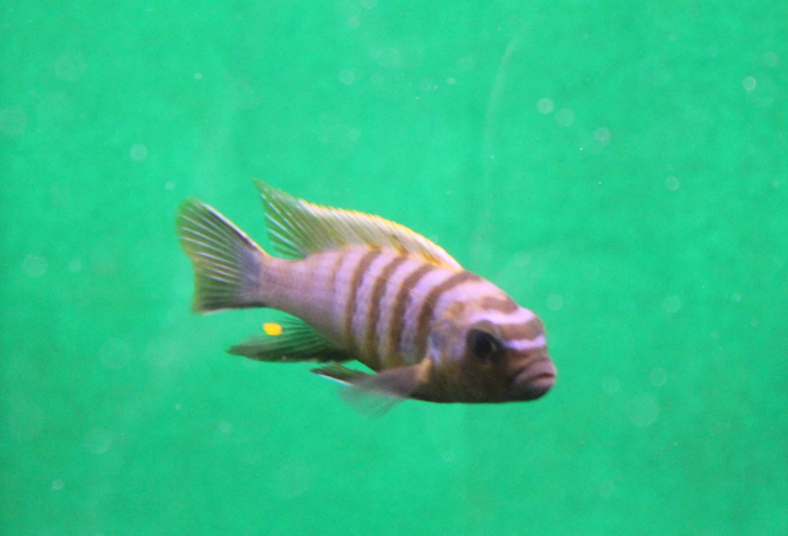 Pseudotropheus demasoni
