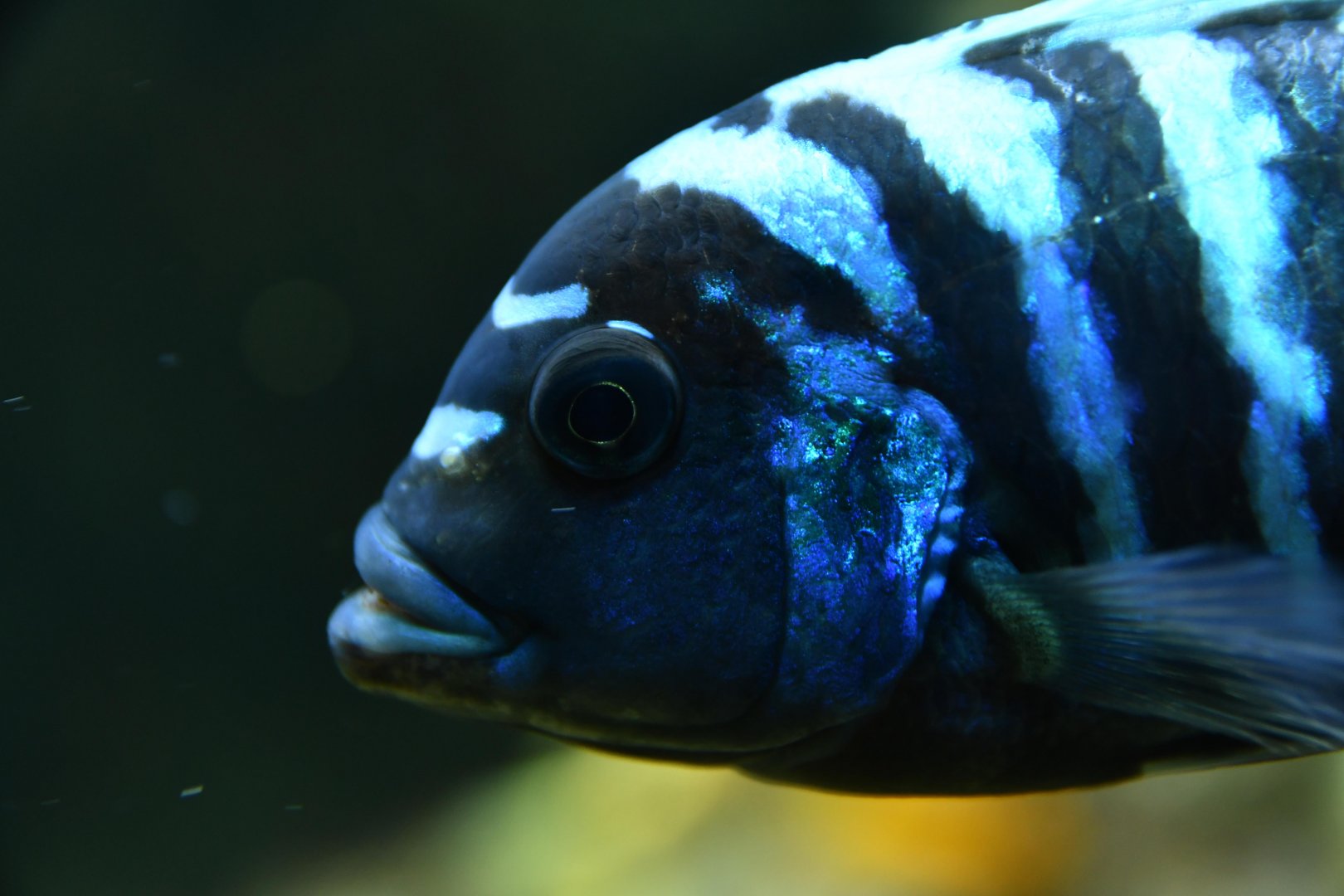 Pseudotropheus demasoni