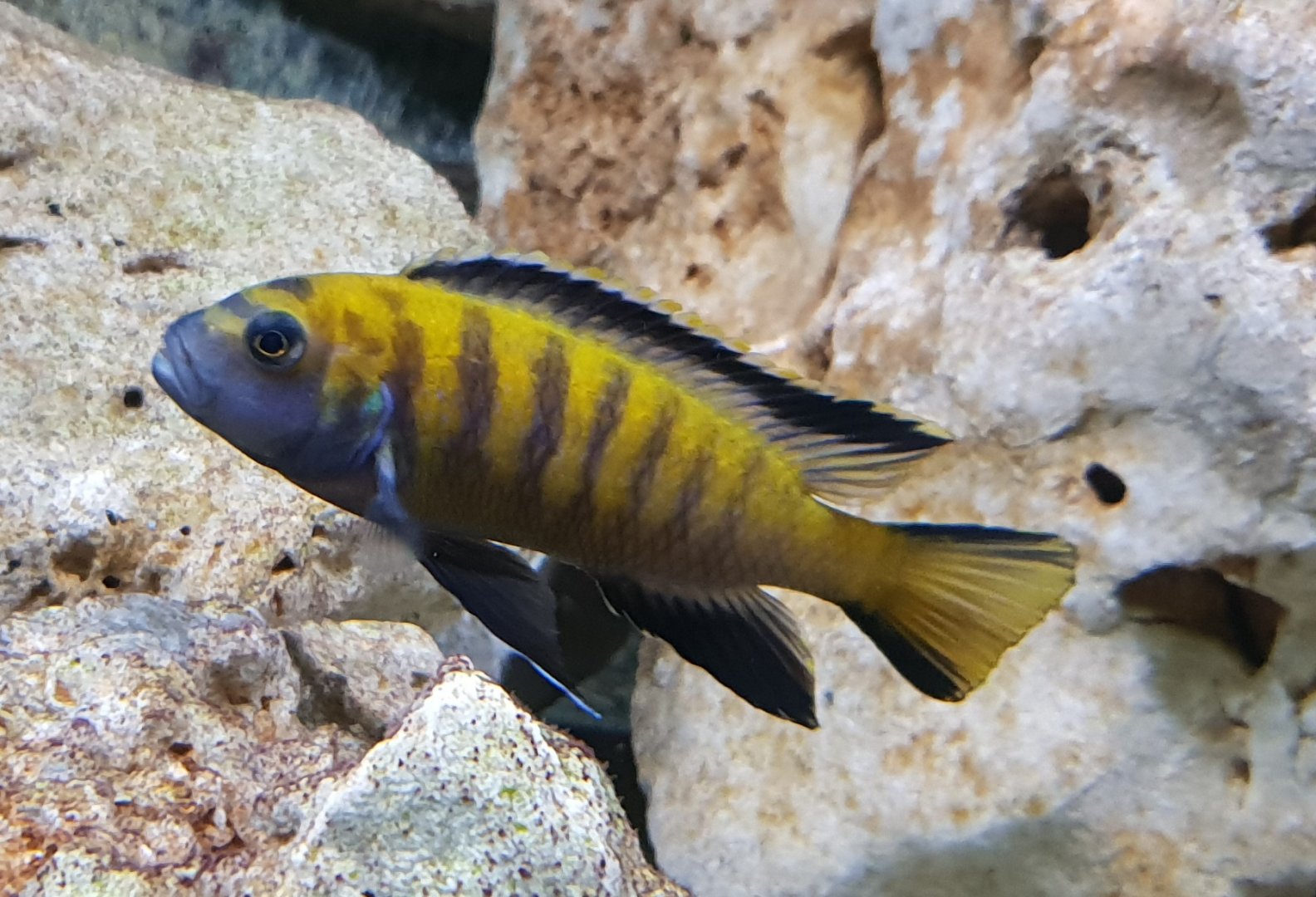 Pseudotropheus elongatus