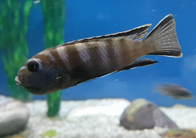 Pseudotropheus elongatus