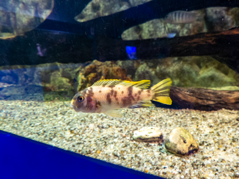 Pseudotropheus fainzilberi OB