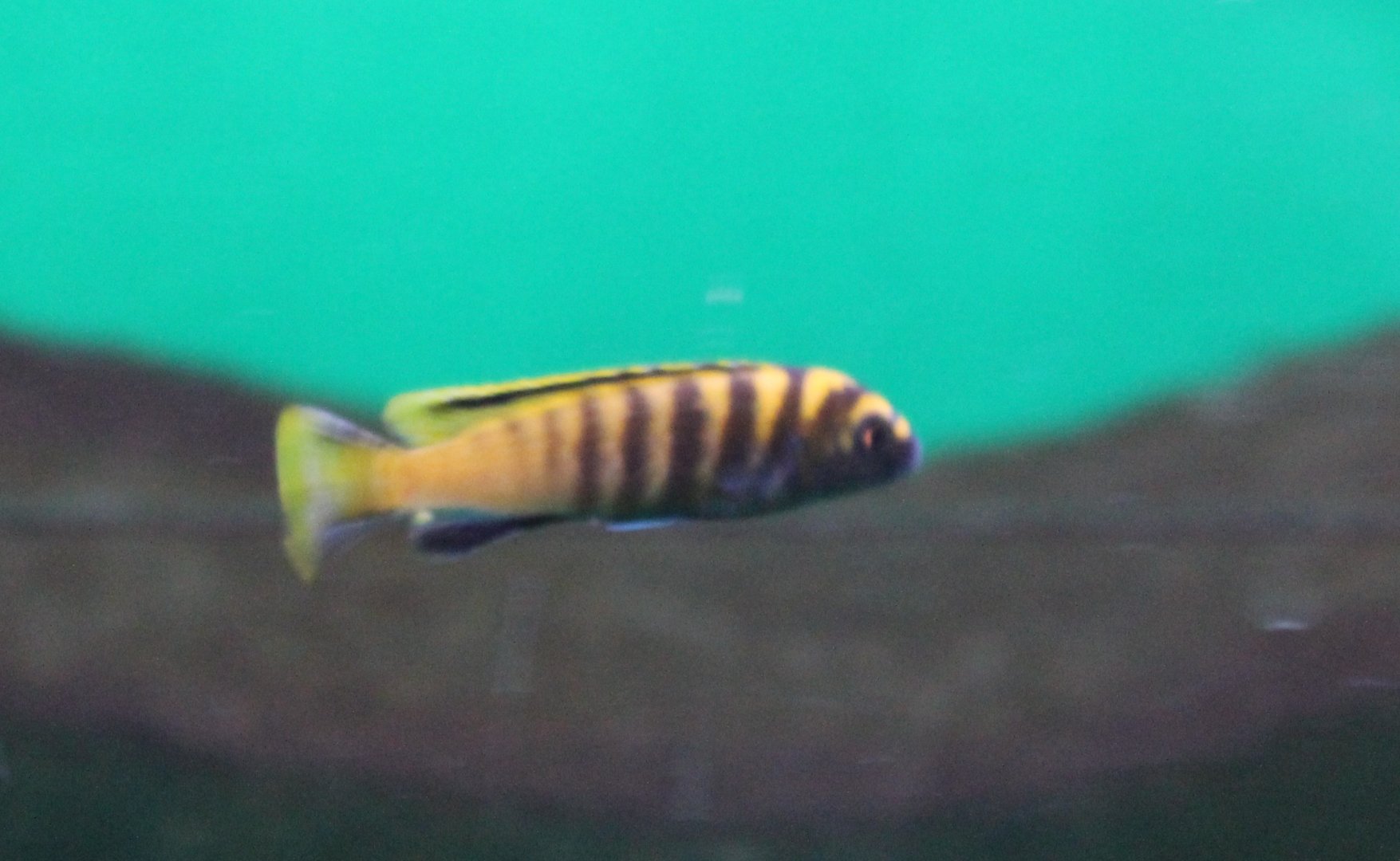 Pseudotropheus flavus