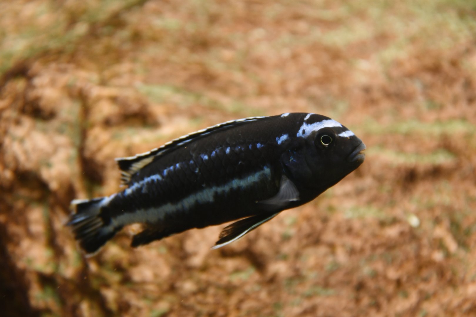 Pseudotropheus johannii
