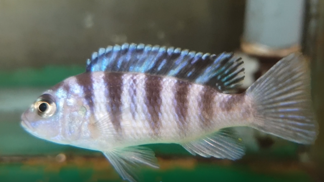 Pseudotropheus lombardoi