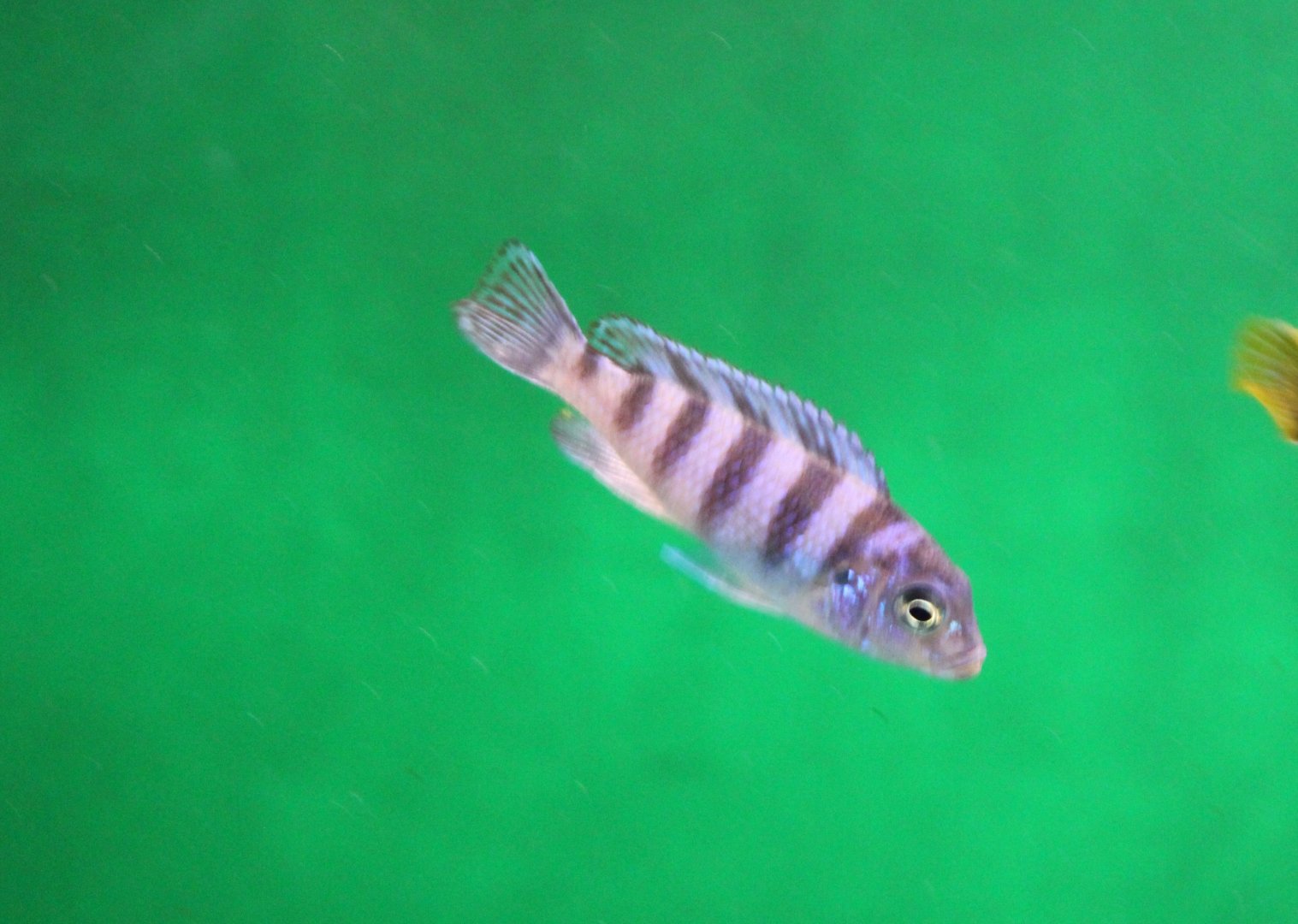 Pseudotropheus lombardoi