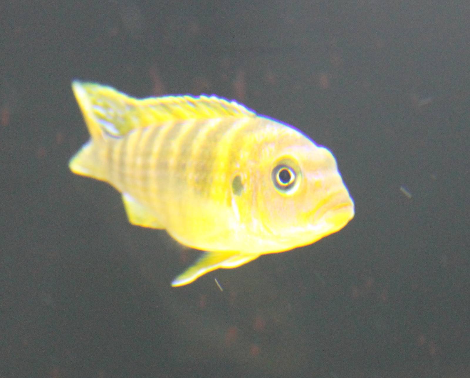 Pseudotropheus saulosi