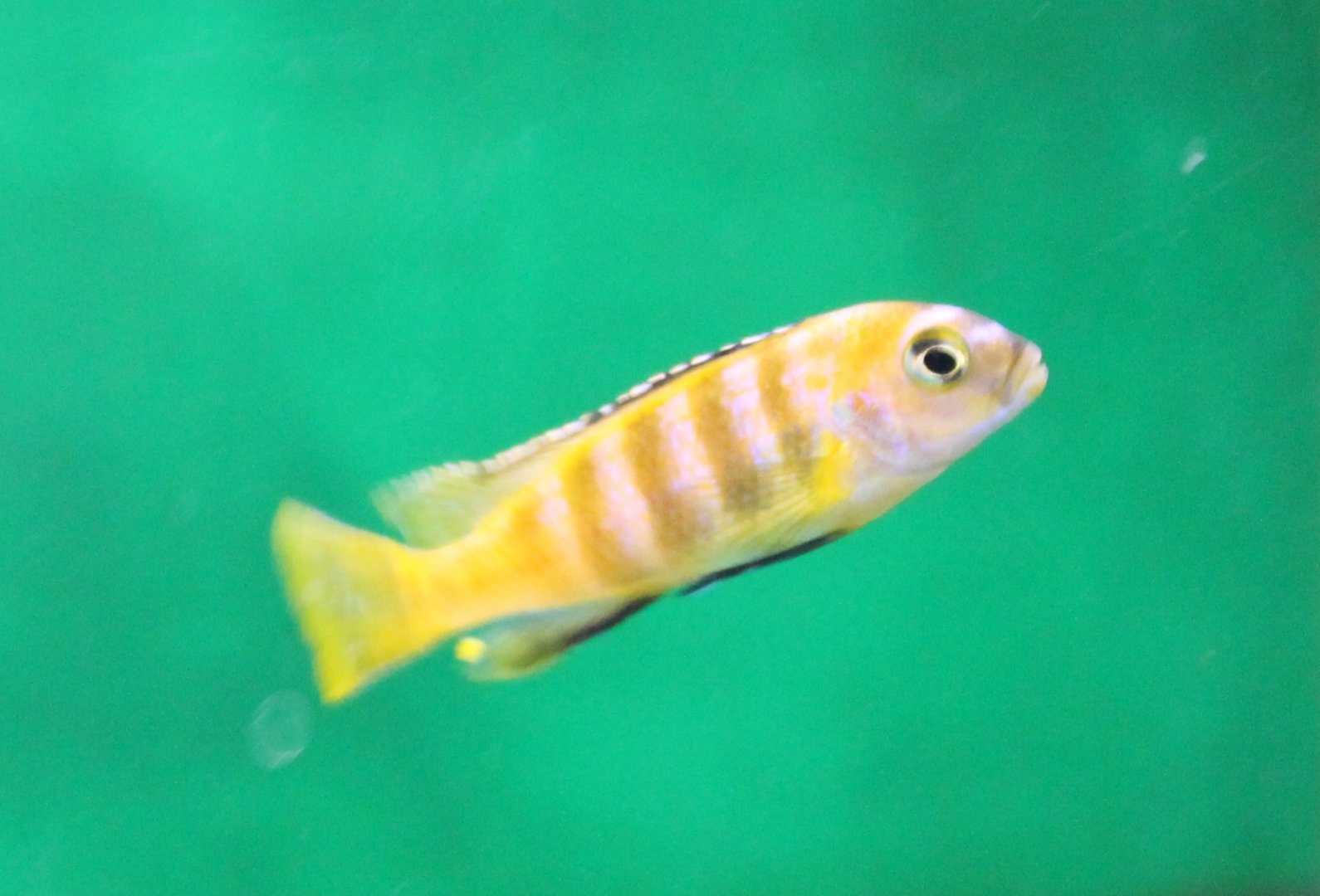 Pseudotropheus saulosi