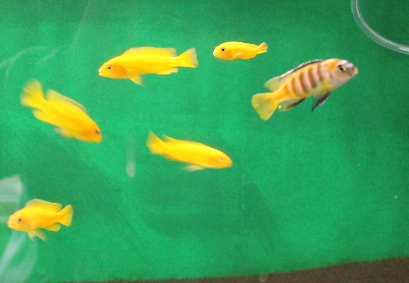 Pseudotropheus saulosi