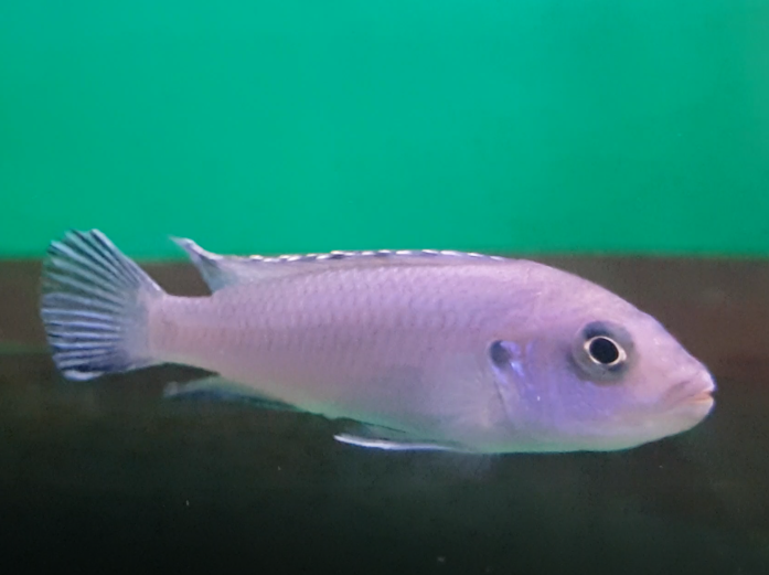 Pseudotropheus socolofi