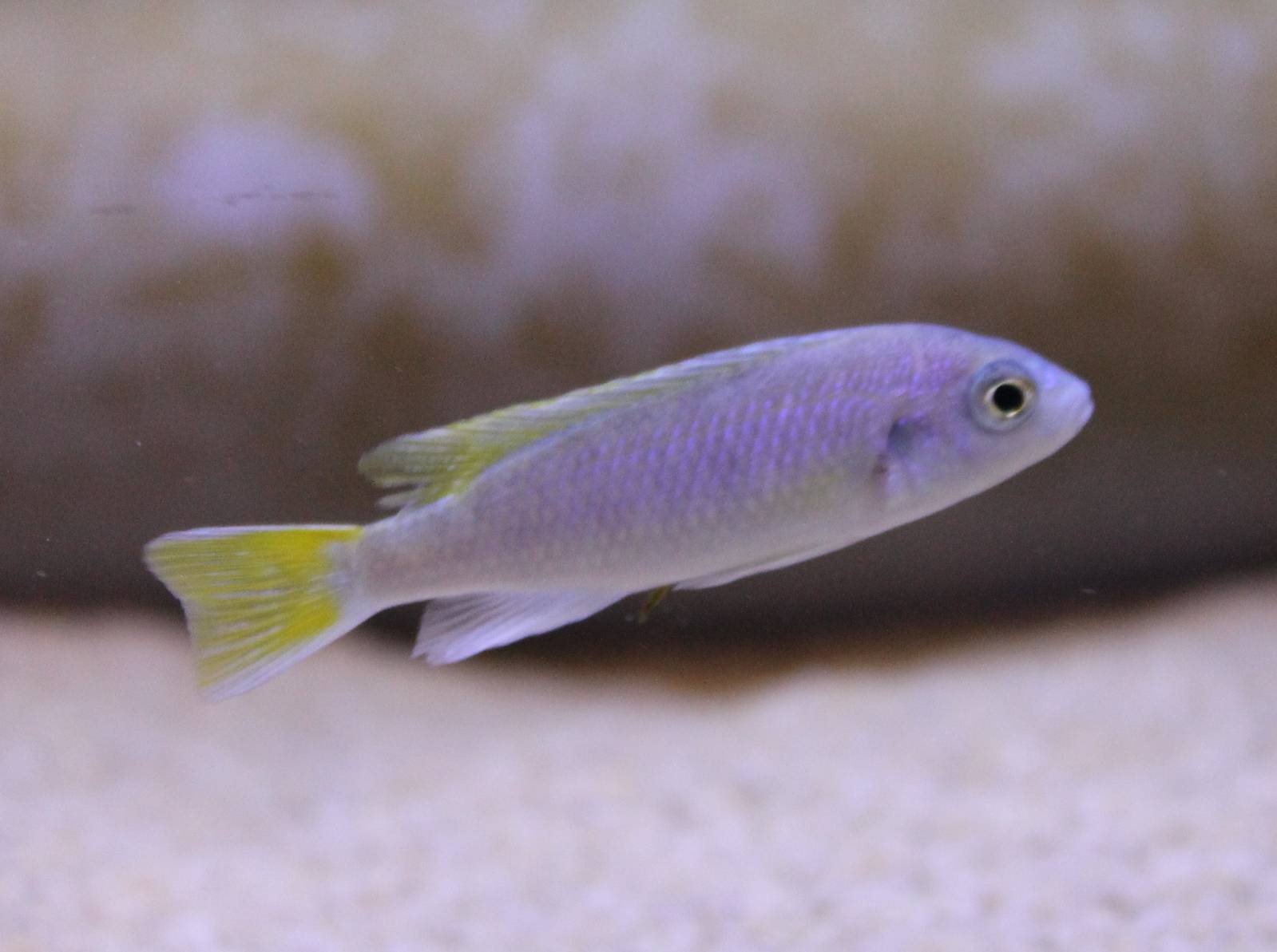 Pseudotropheus species "acei"
