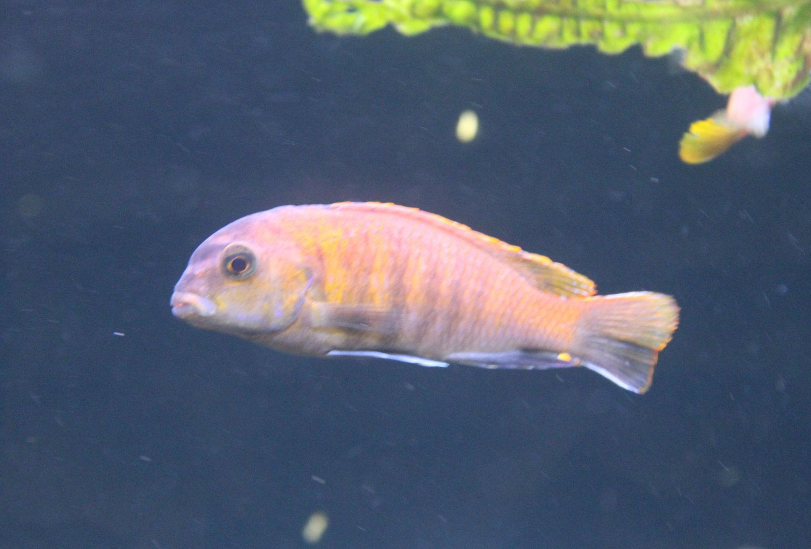 Pseudotropheus tropheops