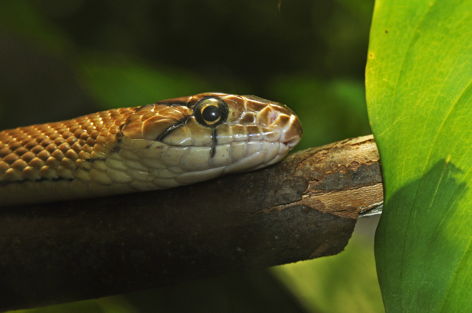 Pseutes poecilonotus