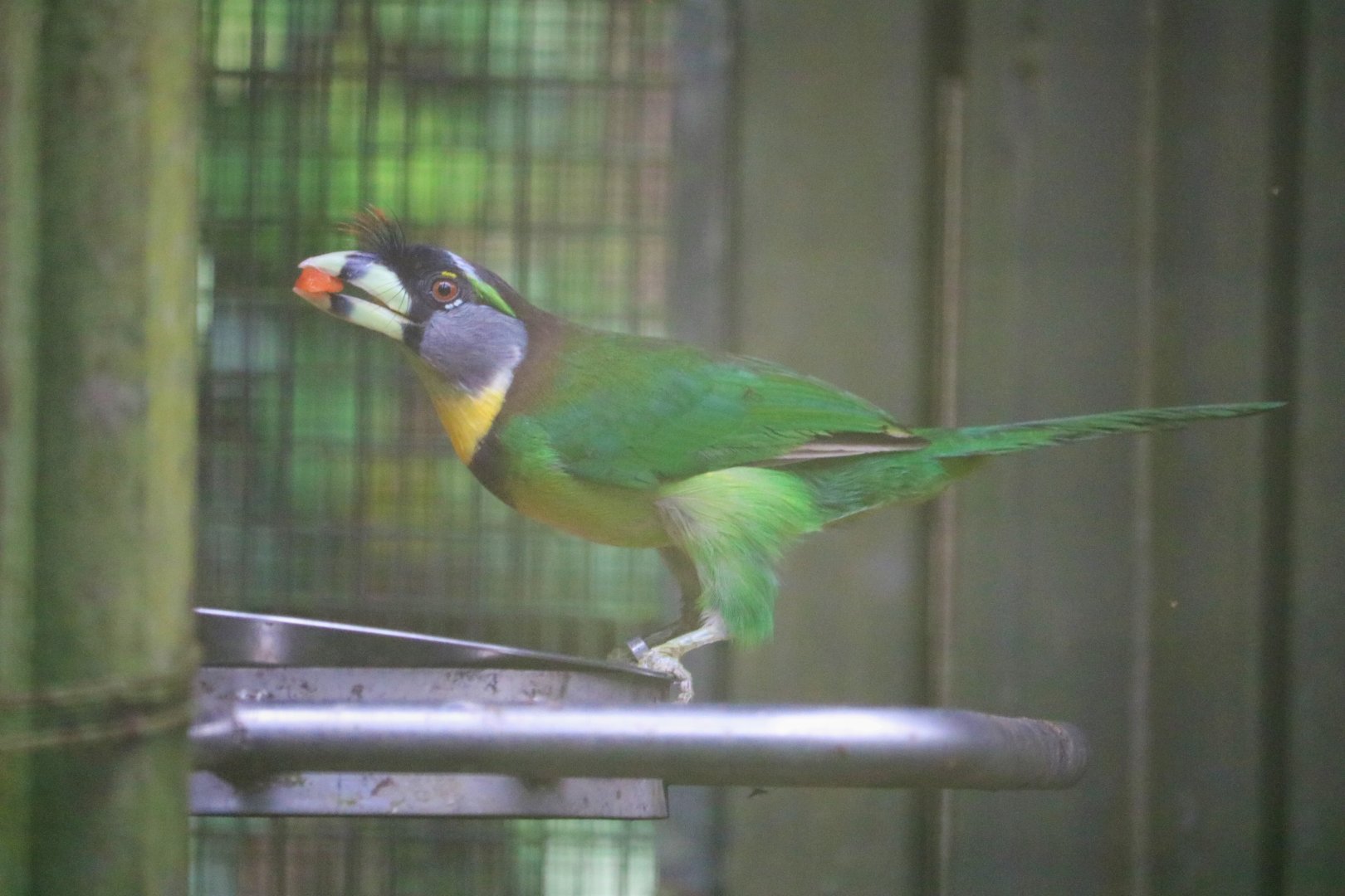 Psilopogon pyrolophus / Fire-tufted Barbet (Old photo, 2018)