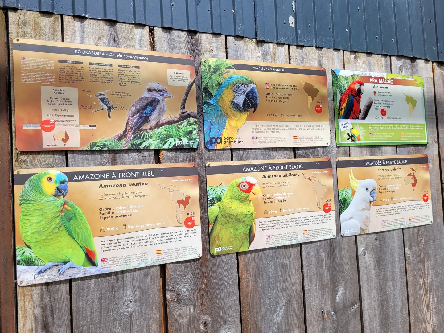 Psittaciformes signae -Parc Animalier des Pyrénées (2023)