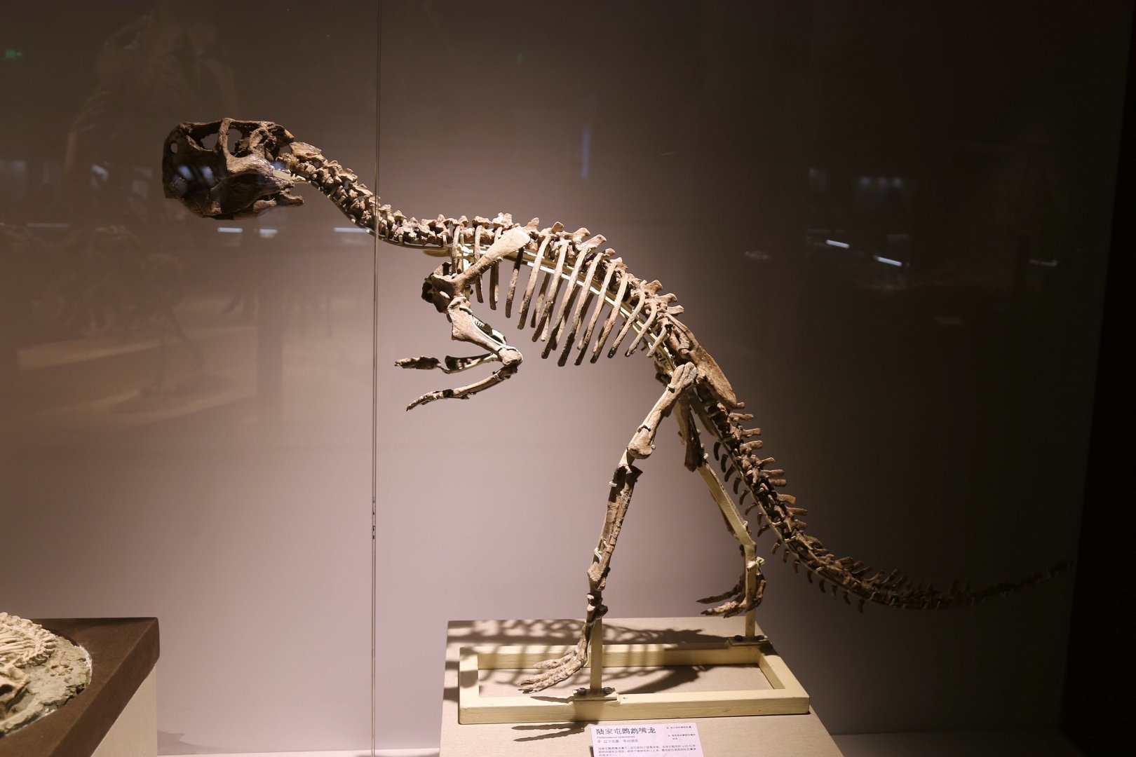 Psittacosaurus lujiatunensis