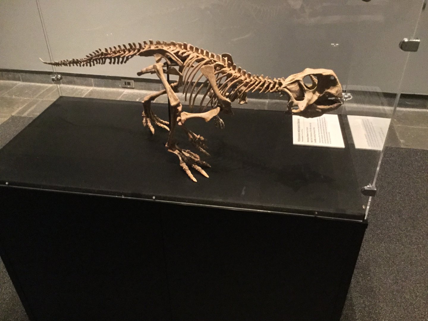 Psittacosaurus meileyingensis (Skeleton)
