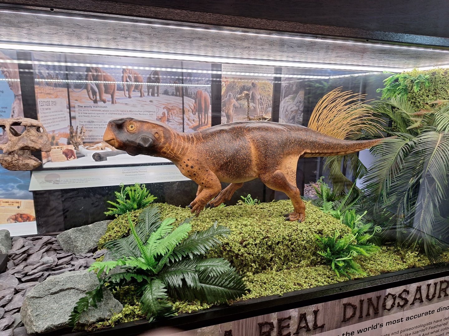 Psittacosaurus Model