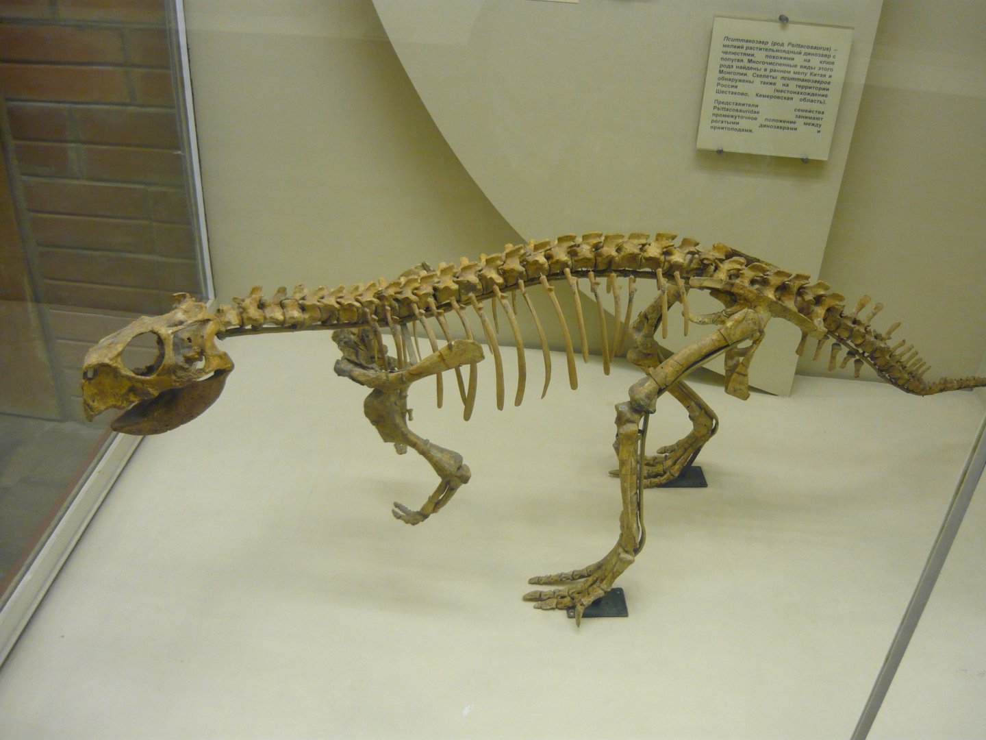 Psittacosaurus mongoliensis skeleton