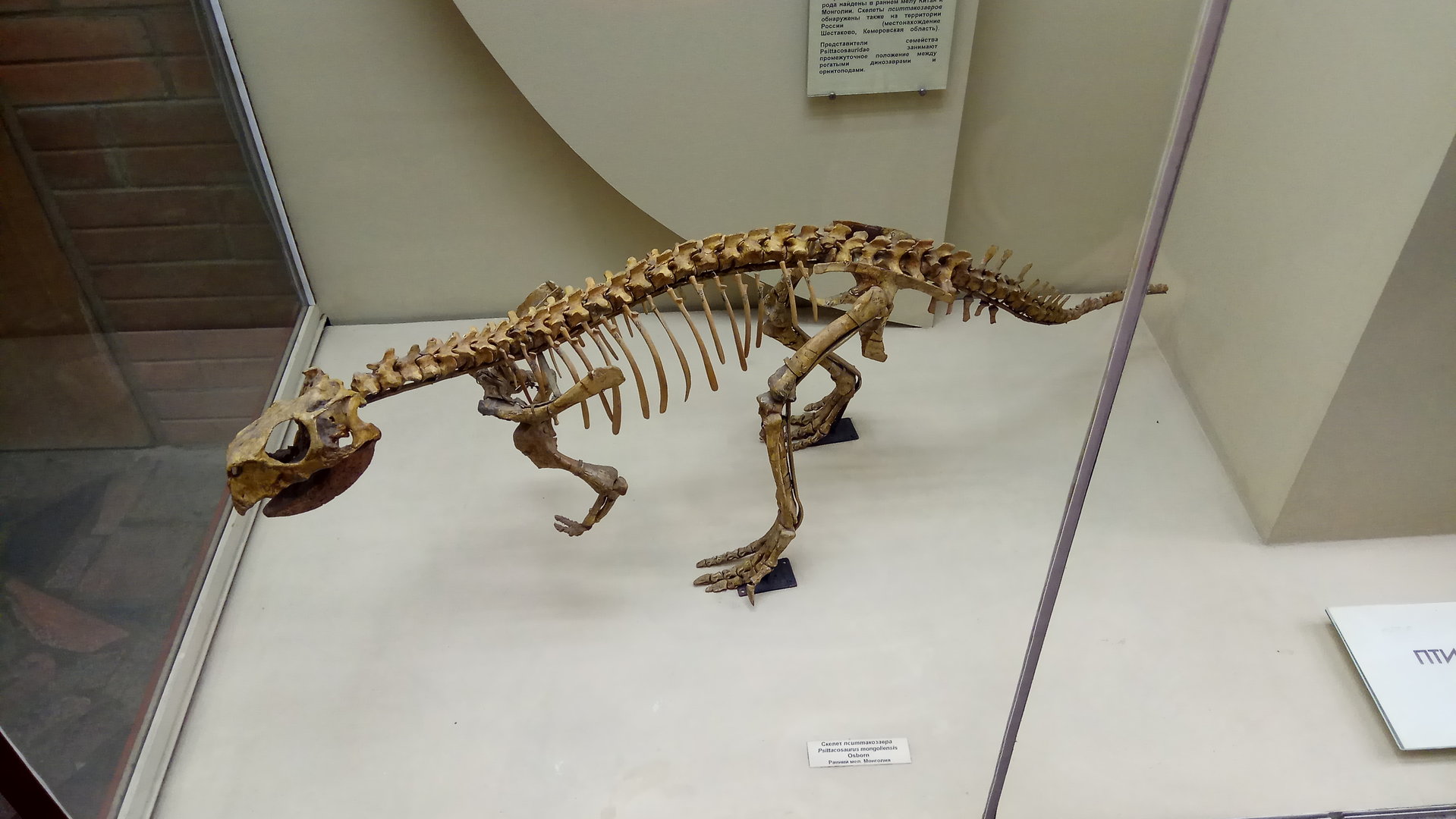 Psittacosaurus mongoliensis skeleton