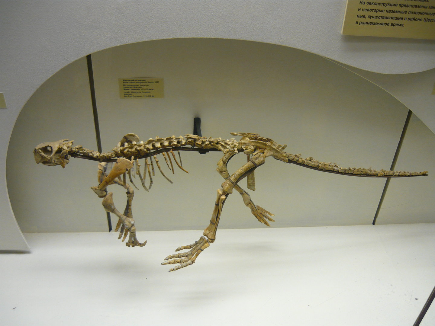 Psittacosaurus mongoliensis skeleton