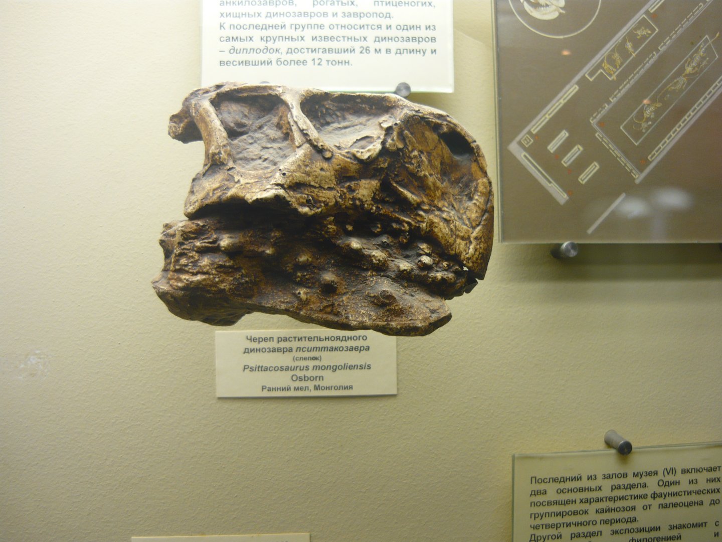 Psittacosaurus mongoliensis skull (cast)
