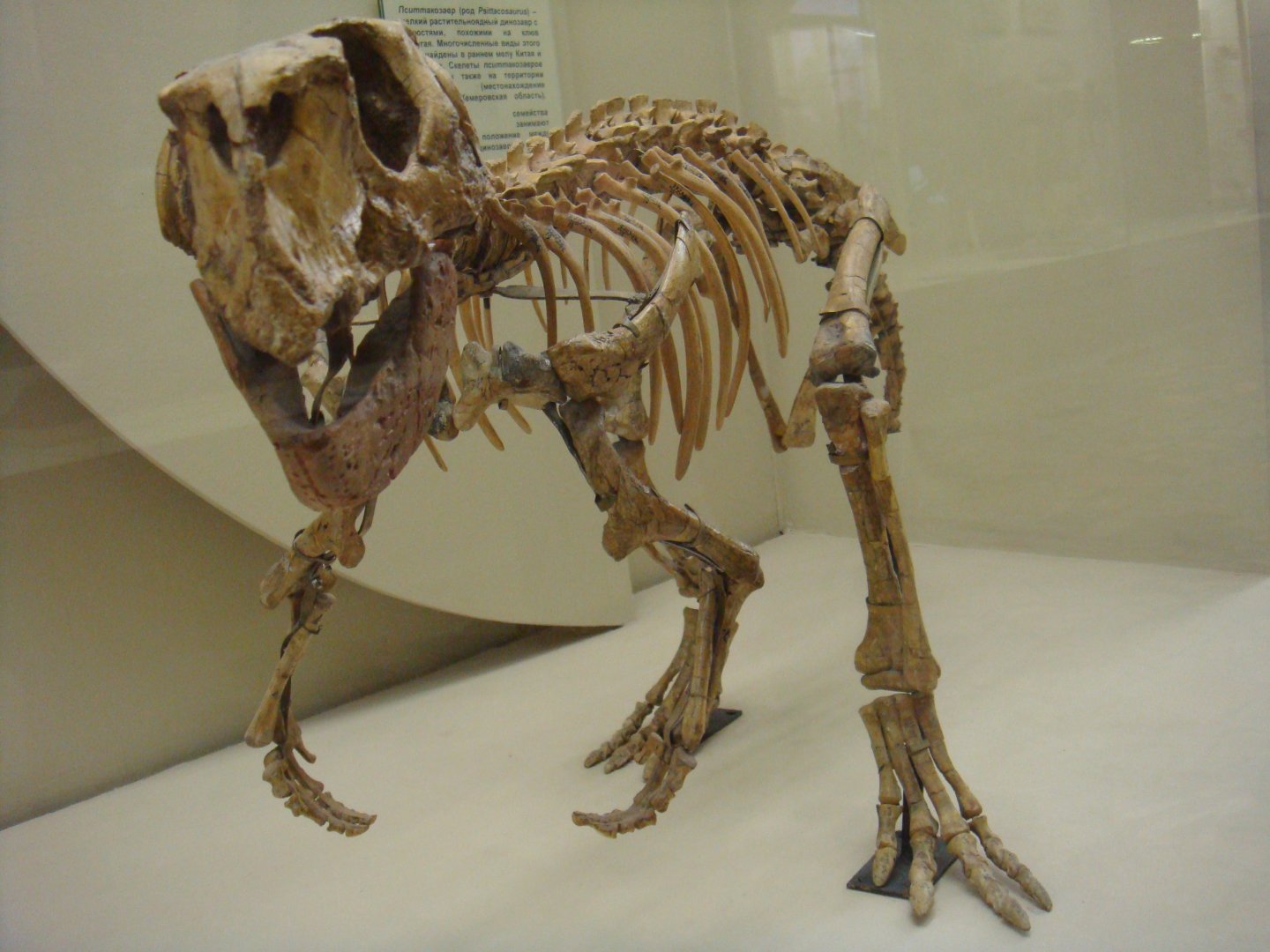 Psittacosaurus skeleton