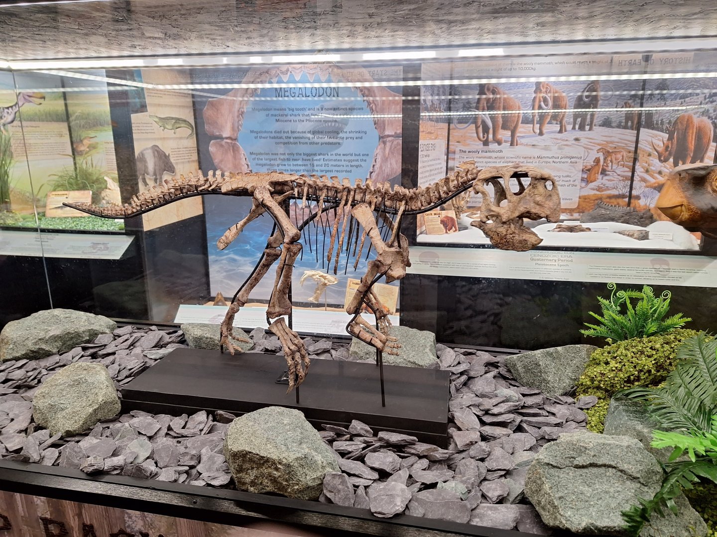 Psittacosaurus Skeleton