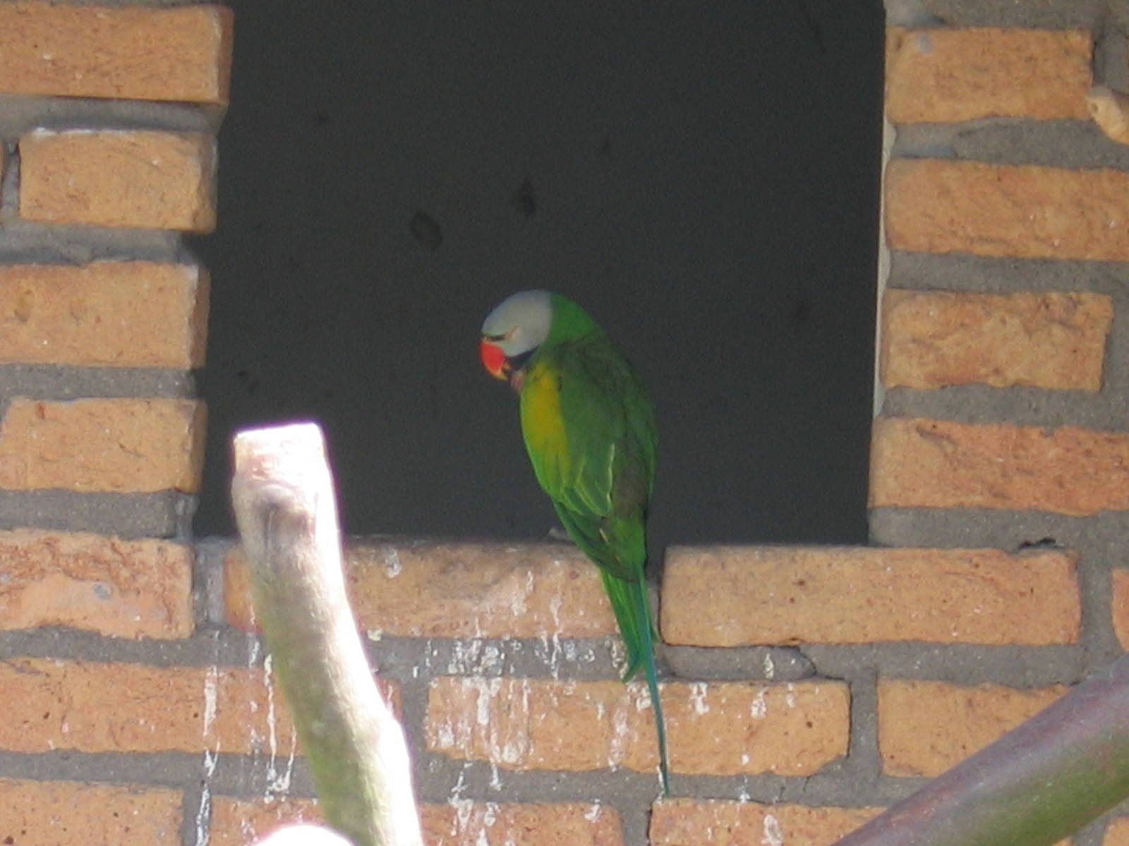 Psittacula alexandri dammermani