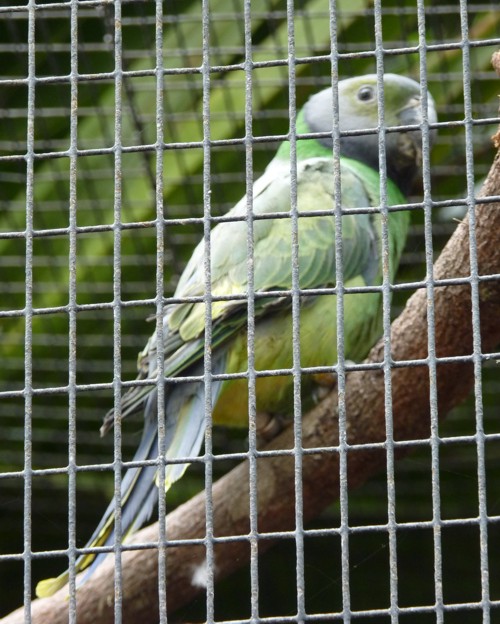 Psittacula calthorpae