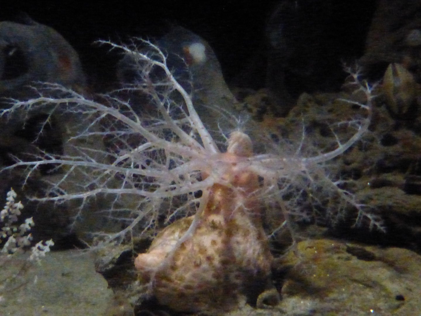 Psolus/armored sea cucumber