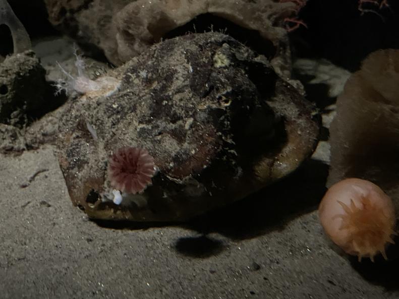 Psolus sea cucumber, apple anemone and more