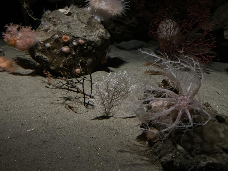 Psolus sea cucumber, white tree coral, anemones, Deep-sea carnation coral and more