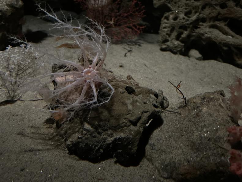 Psolus sea cucumbers and more